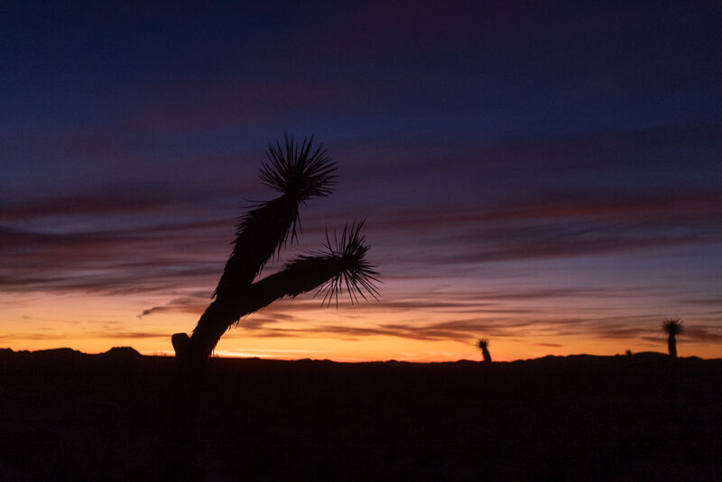 The image shows a silhouette of a Joshua tree against a vibrant sunset sky. The sky is a mix of orange, purple, and blue hues, creating a dramatic backdrop. The Joshua tree is the main subject, standing out starkly against the colorful sky. The ground is dark and silhouetted, with a few other plants visible in the distance. The overall scene evokes a sense of tranquility and the beauty of the desert landscape at dusk.