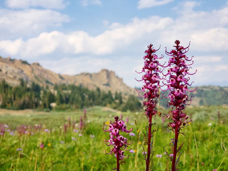 The image shows a vibrant meadow filled with wildflowers, with a focus on several tall, purple-flowered plants in the foreground. These plants stand out against the lush green grass and other smaller blooms. In the background, a rugged mountain range rises, partially covered with trees and bathed in sunlight. The sky is blue with scattered white clouds, creating a picturesque and serene natural scene.