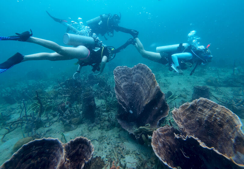 The image shows three scuba divers exploring a vibrant underwater environment. The divers are equipped with scuba gear and are surrounded by coral formations. The water is clear and blue, providing good visibility. The divers appear to be interacting with each other, possibly observing the marine life or navigating through the coral reef. The scene captures the beauty and adventure of scuba diving.