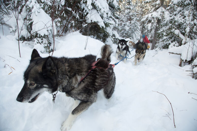 The image shows a team of sled dogs pulling a sled through a snowy forest. The dogs are harnessed together and are running through deep snow. The lead dog is a gray and white husky, and the other dogs are a mix of colors. The sled is not visible in the image, but the driver can be seen in the background wearing a red hat. The trees are covered in snow, and the sky is overcast.