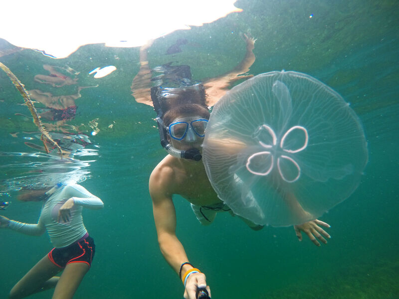 The image shows two people snorkeling in clear, green-tinted water. One person is closer to the camera, holding a camera and seemingly interacting with a large jellyfish. They are wearing a snorkeling mask. The other person is further away, also snorkeling. The water is clear enough to see the bottom and some plant life. The overall scene suggests a tropical or subtropical location.