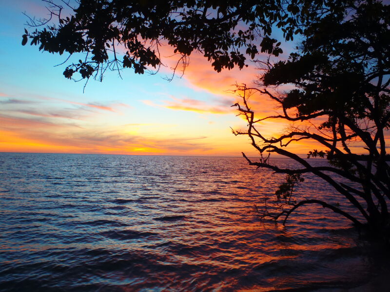 The image captures a serene sunset over the ocean, framed by silhouetted trees. The sky is ablaze with hues of orange, pink, and blue, reflecting on the water's surface. The gentle waves create a calming effect, while the dark branches of the trees add depth and contrast to the vibrant scene. It evokes a sense of tranquility and natural beauty.
