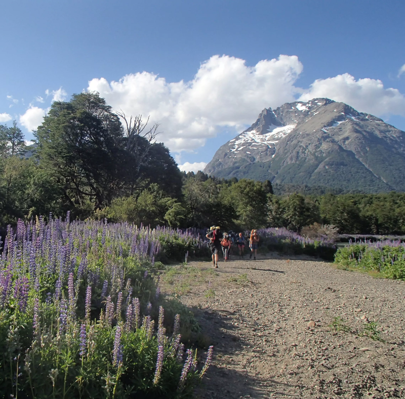 A group of hikers walks along a gravel path lined with vibrant purple lupine flowers. Lush green trees fill the midground, leading to a majestic mountain with a snow-capped peak in the background. The sky is blue with fluffy white clouds, creating a picturesque scene of nature and outdoor adventure.
